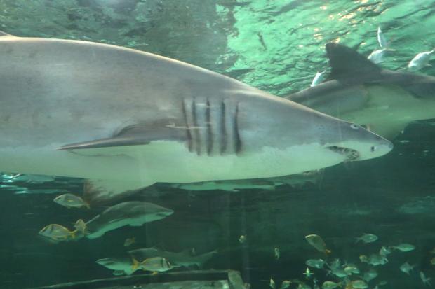 Shark in the Ripley's Aquarium tunnel