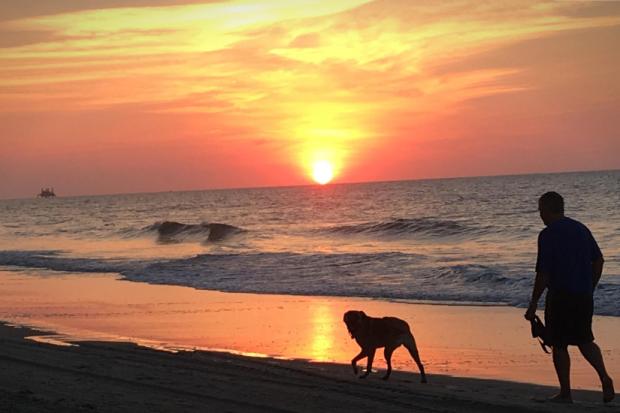 Walking dog at sunrise on the beach