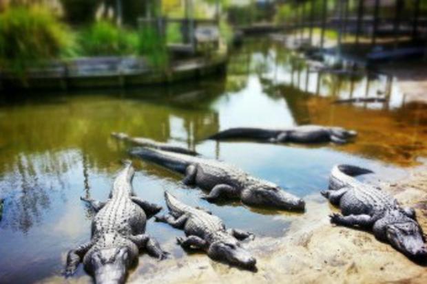 Alligator Adventure gators basking in the sun