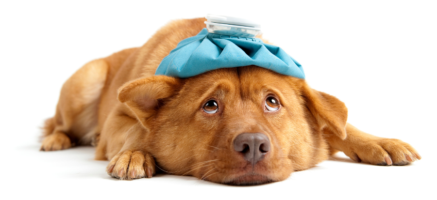 golden retriever with sad face has cold compress on head