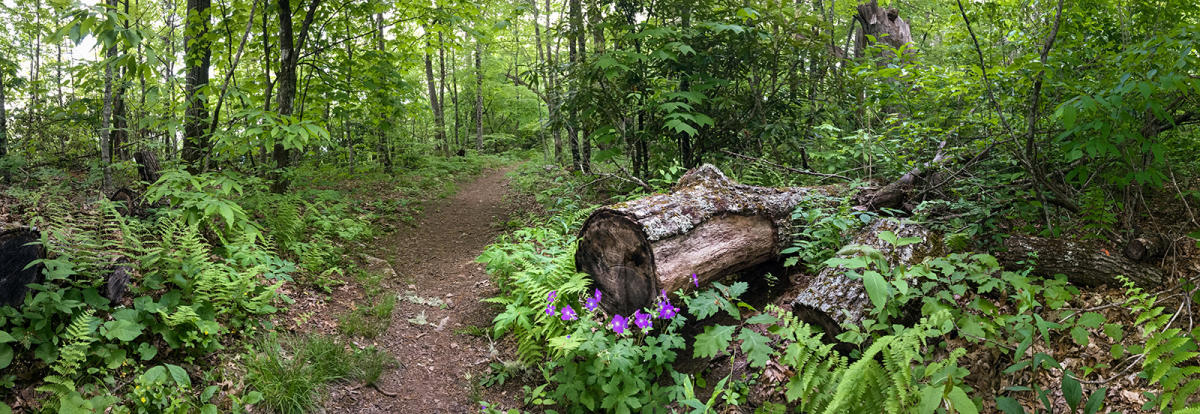 Pinnacle Park Trail