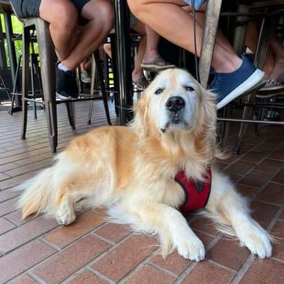 Where to Dine Outside with Your Dog on Martha’s Vineyard