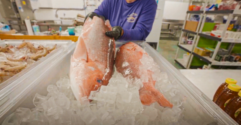 Fresh Red Snapper at St. Joe Shrimp Company