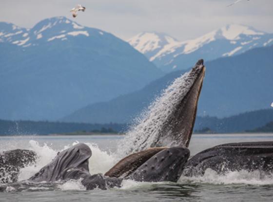 Whale Breaching In Juneau, AK