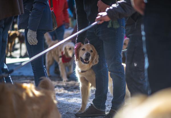 Goldens in Golden 2022 event golden retrievers around the legs of humans