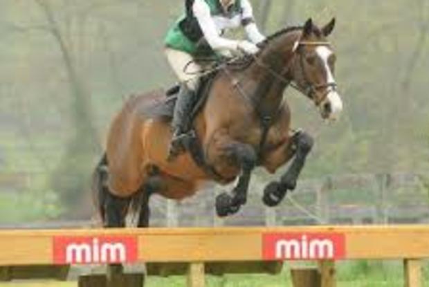 Allan & Clover Sport Horses