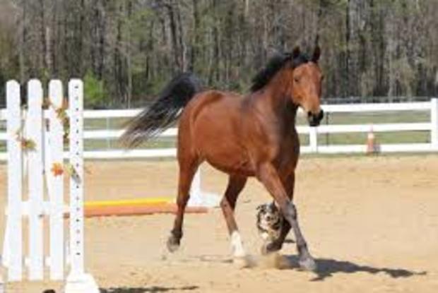 Merkel Farm Equestrian Center