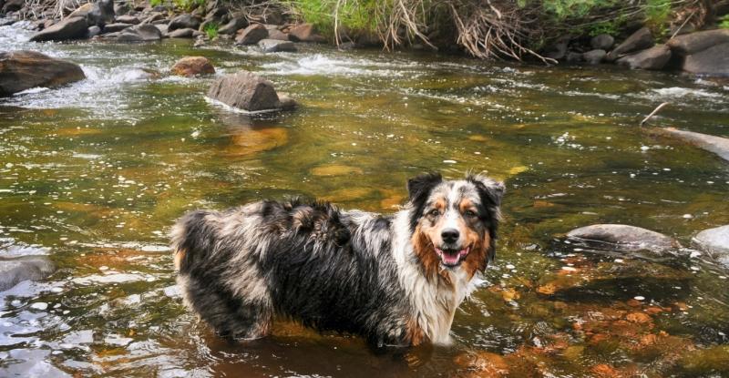 Swimming Dog