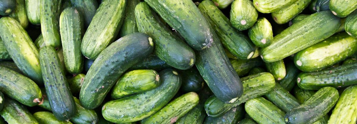 Pickles at the Saint Joe Pickle Festival