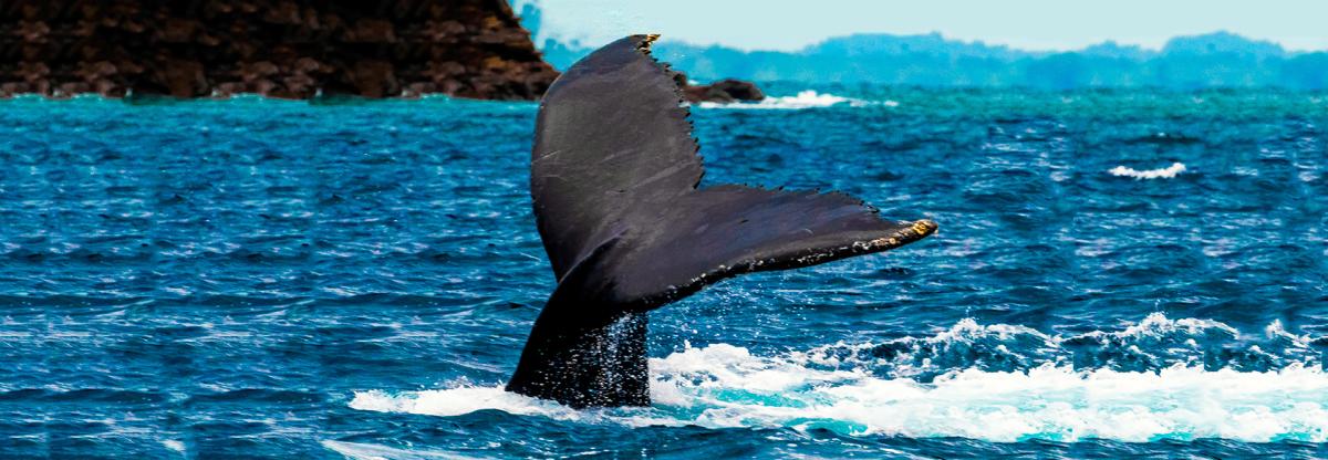 Aleta caudal de ballena jorobada sobresale del agua