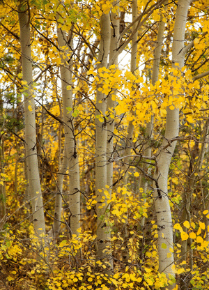 Aspens