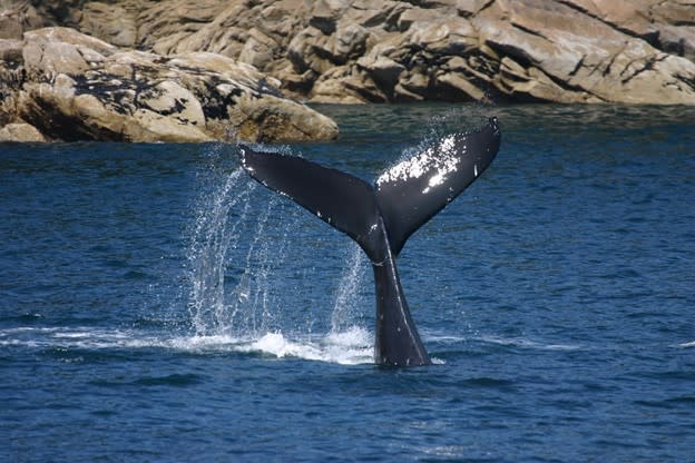 a humpback's tail in water