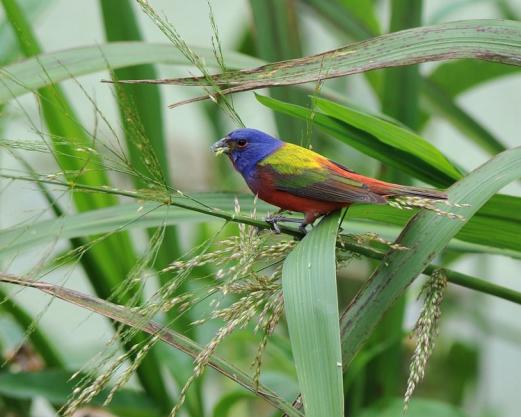 Painted Bunting bird in a bush