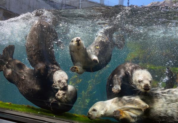 Monterey Bay Aquarium Sea Otters