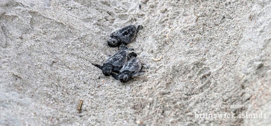 baby sea turtles crawling in sand