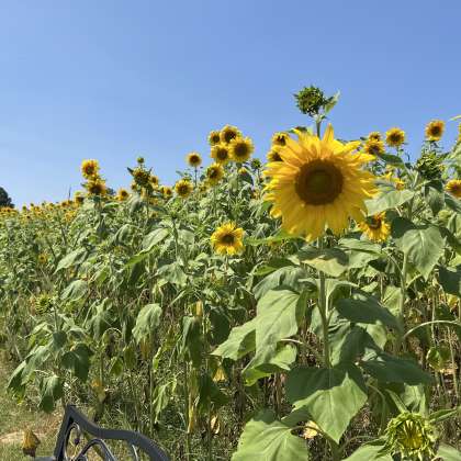 Sunflowers at Patterson Farm