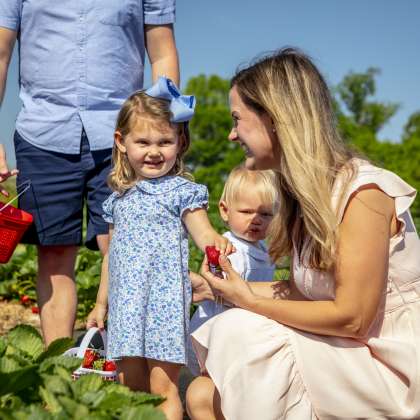 Family picking strawberries