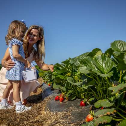 Mother and daughter picking strawberries