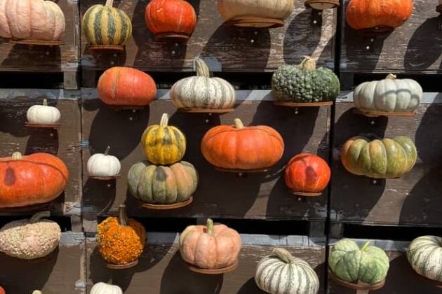 Sweet Thistle Farm pumpkins