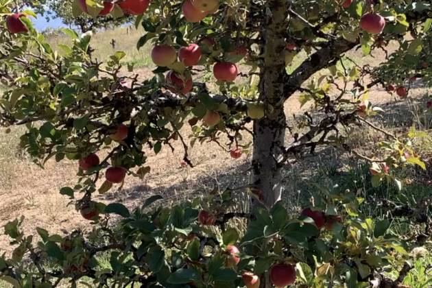 Orchard