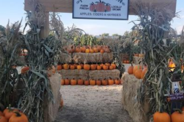Sunflower Farm Stand