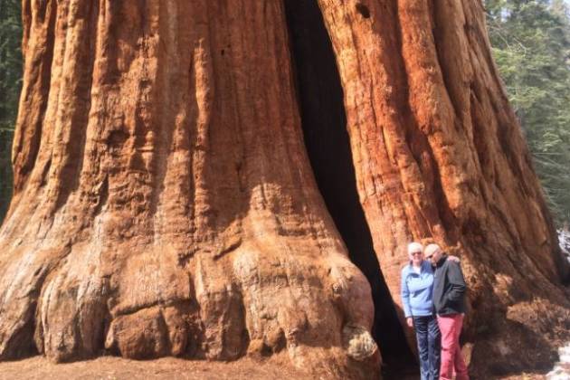 sequoia sightseeing tours
