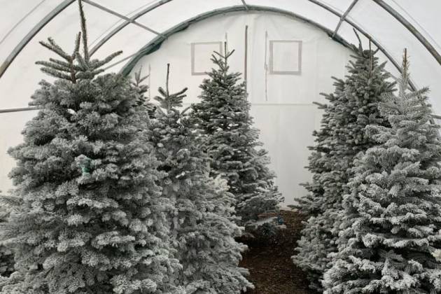 willow tree farms christmas trees