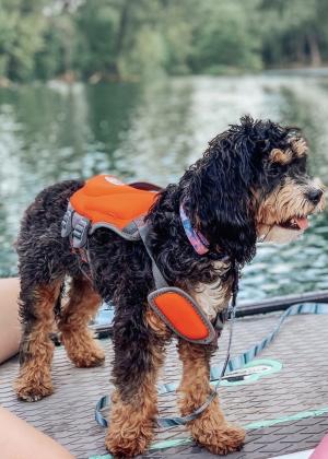 A small, curly-haired dog in a life jacket stands on a paddleboard in the river in New Braunfels.