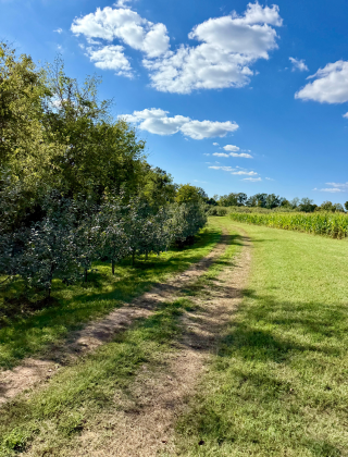 Jackson's Orchard road