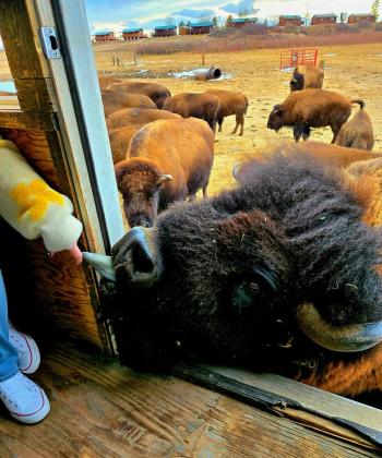 Bison eating from the Terry Bison Ranch Bison train