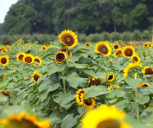 Fifer Orchards