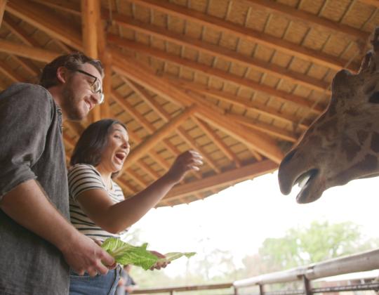 giraffe feeding station