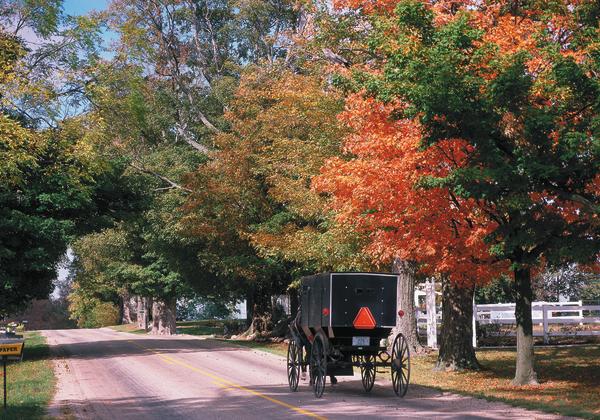 Amish Buggy Fall