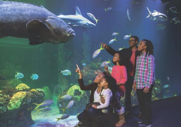 Wonders of Wildlive National Museum & Aquarium