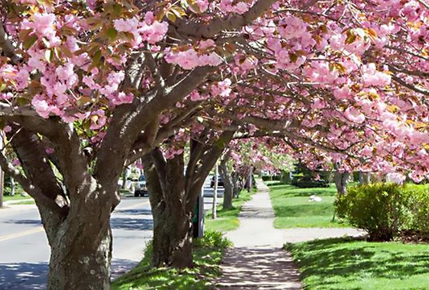 greenport cherry blossom