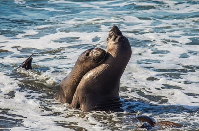 Elephant seals playing with each other in the ocean of the SLO CAL coast.