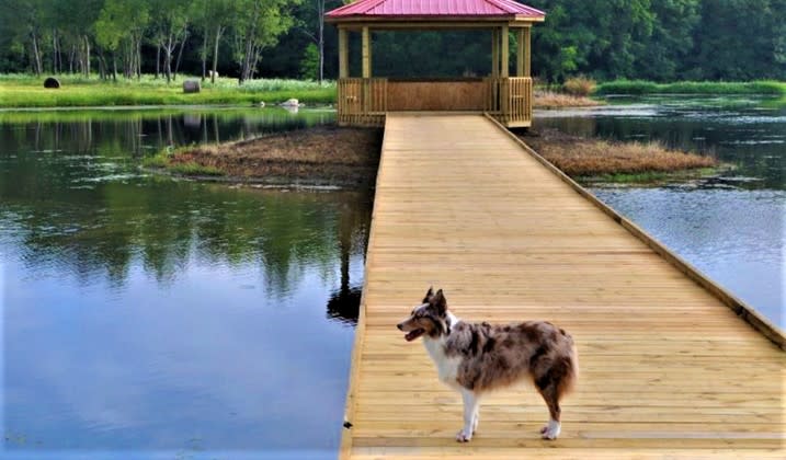 Dog on Dock | Noble County
