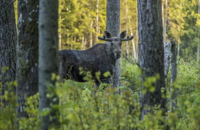Moose in the woods