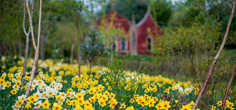 Daffodils at Painswick Rococo