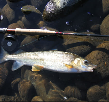 Whitefish | Photo: Wild Trout Outfitter Guide Joe Vallatis