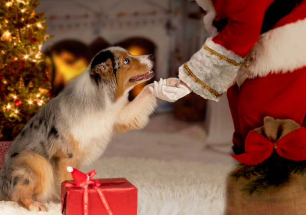 Four Your Paws Only - Pet Photos with Santa Paws (Dog looking up at Santa Claus)