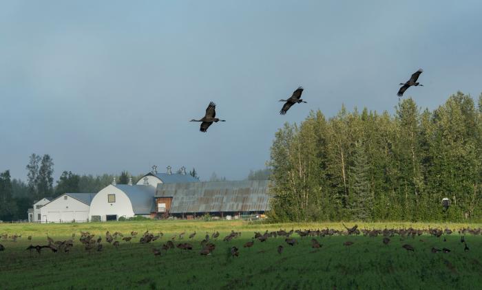 Sandhill Cranes in flight over field of birds with barn buildings in background