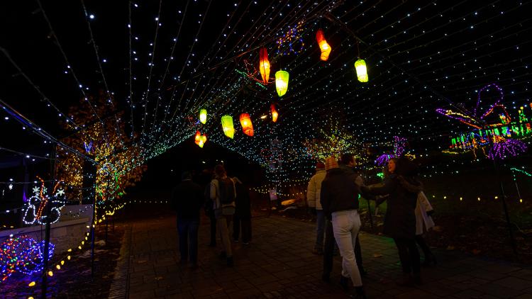 WPS Garden of Lights Butterflies in Motion - John Oates Photography