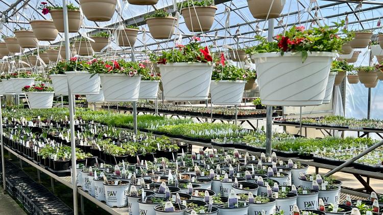 There is an endless supply of plants available at Cox's Plant Farm in Clayton, Indiana.