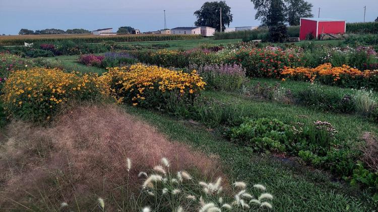 Wildflower Flower fields in Lizton