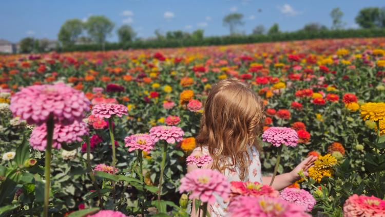 Strolling through zinnia fields at Beasley's Orchard