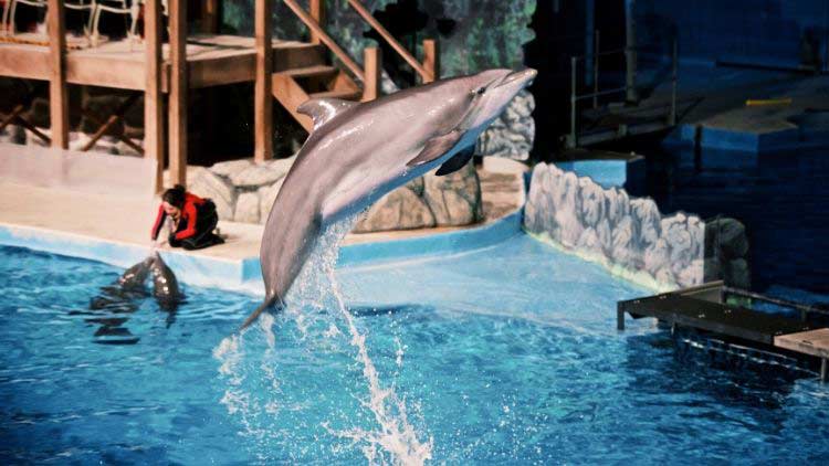 Dolphins at Indianapolis Zoo
