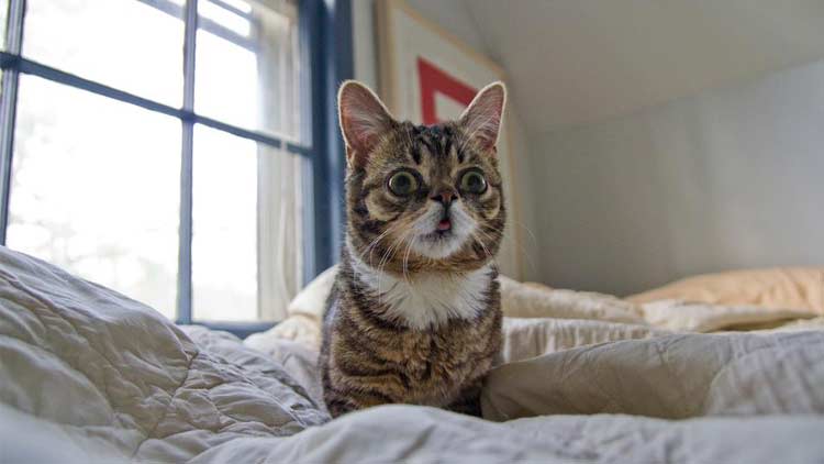 Lil Bub at the Indianapolis Museum of Art