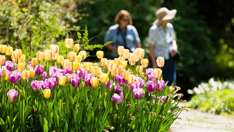 Spring Blooms