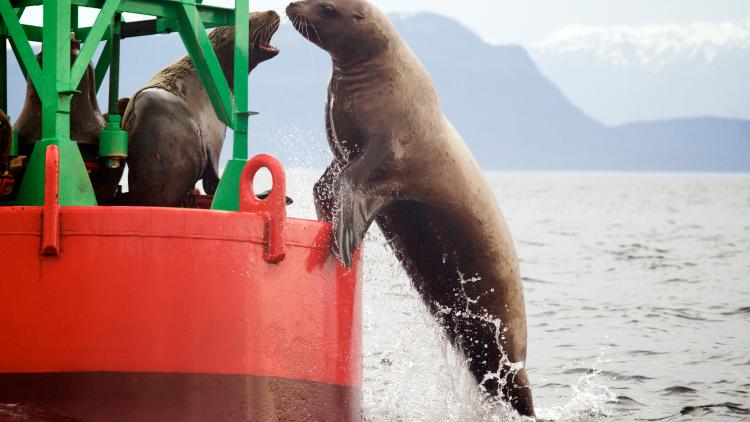 Sea lion trying to get on buoy